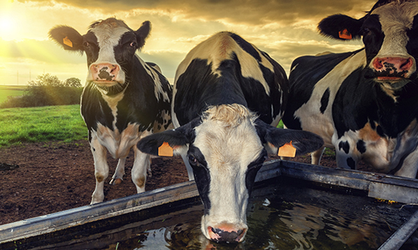 Dairy