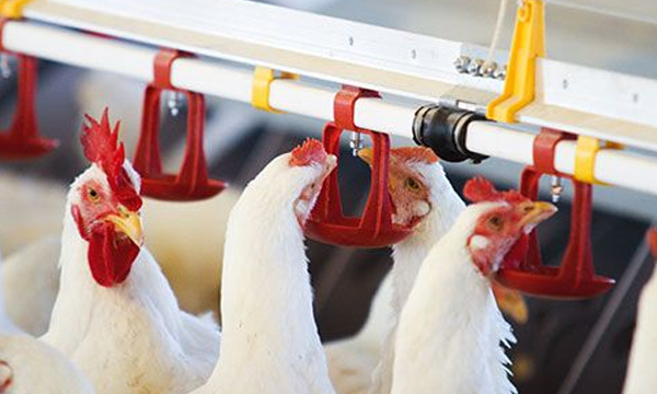 Poultry